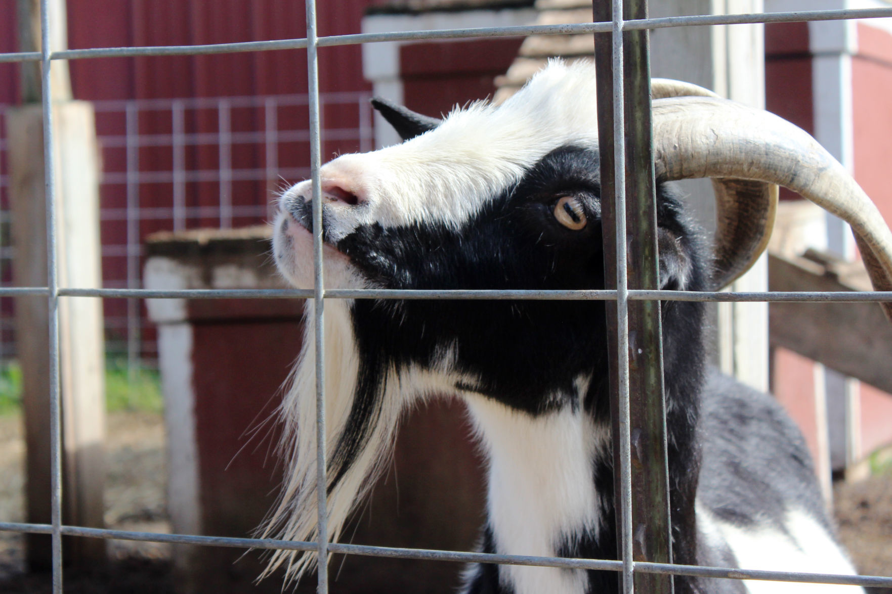 A curious goat